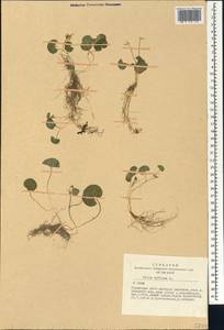 Viola biflora L., Siberia, Altai & Sayany Mountains (S2) (Russia)