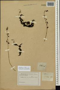 Utricularia vulgaris L., Siberia (no precise locality) (S0) (Russia)