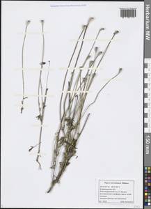 Papaver dubium subsp. stevenianum (Mikheev) Kubát & Síposová, Eastern Europe, Central region (E4) (Russia)
