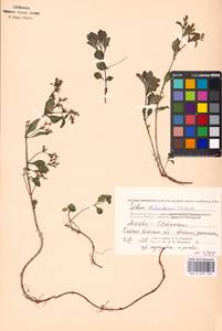 Phedimus stolonifer (S. G. Gmel.) 't Hart, Eastern Europe, Moscow region (E4a) (Russia)