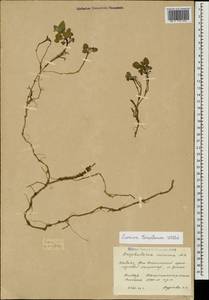 Lamium tomentosum Willd., Caucasus, South Ossetia (K4b) (South Ossetia)