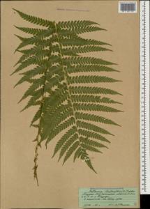 Matteuccia struthiopteris (L.) Tod., Caucasus, Abkhazia (K4a) (Abkhazia)
