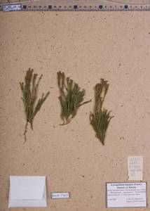 Lycopodium lagopus (Laest. ex C.Hartm.) Zinserl. ex Kuzen., Siberia, Altai & Sayany Mountains (S2) (Russia)