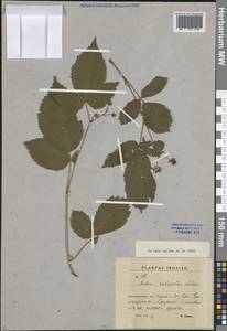 Rubus nessensis Hall, Eastern Europe, North-Western region (E2) (Russia)