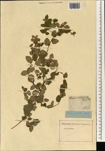 Ficus pumila L., South Asia, South Asia (Asia outside ex-Soviet states and Mongolia) (ASIA) (Russia)