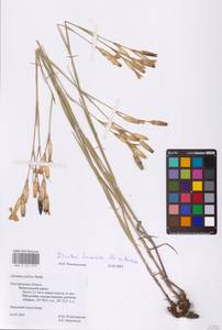 Dianthus monadelphus subsp. pallens (Sm.) Greuter & Burdet, Eastern Europe, Central forest-and-steppe region (E6) (Russia)