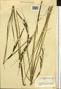 Carex acuta L., Siberia, Baikal & Transbaikal region (S4) (Russia)