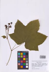 Rubus odoratus L., Eastern Europe, Moscow region (E4a) (Russia)