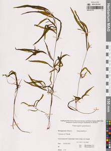 Potamogeton gramineus L., Siberia, Chukotka & Kamchatka (S7) (Russia)