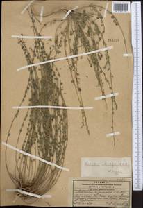 Andrachne telephioides L., Middle Asia, Pamir & Pamiro-Alai (M2) (Kyrgyzstan)