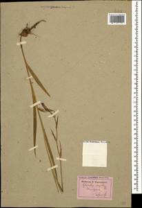 Gladiolus italicus Mill., Caucasus, Dagestan (K2) (Russia)