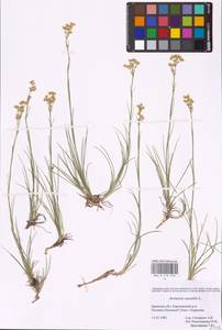 Eremogone saxatilis (L.) Ikonn., Eastern Europe, Western region (E3) (Russia)