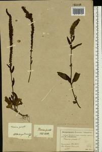Veronica spicata L., Eastern Europe, Moscow region (E4a) (Russia)