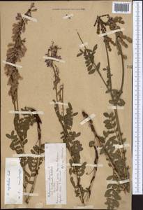 Hedysarum neglectum Ledeb., Middle Asia, Northern & Central Tian Shan (M4) (Kazakhstan)