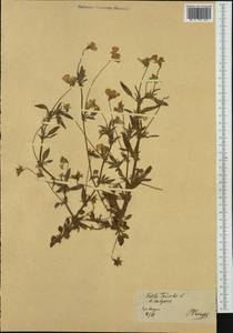 Viola tricolor L., Western Europe (EUR) (Germany)