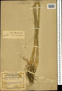Secale segetale (Zhuk.) Roshev., Caucasus, Azerbaijan (K6) (Azerbaijan)