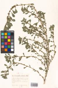 Amaranthus blitoides S. Watson, Eastern Europe, Moscow region (E4a) (Russia)