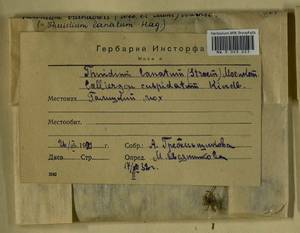 Helodium blandowii (F. Weber & D. Mohr) Warnst., Bryophytes, Bryophytes - Middle Russia (B6) (Russia)