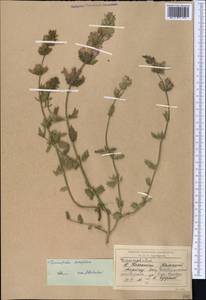 Dracocephalum diversifolium Rupr., Middle Asia, Western Tian Shan & Karatau (M3) (Kazakhstan)