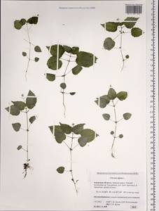 Circaea alpina L., Siberia, Russian Far East (S6) (Russia)