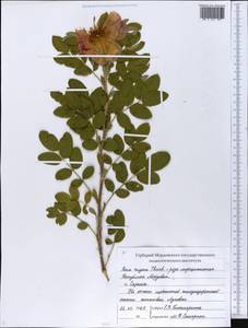 Rosa rugosa Thunb., Eastern Europe, Middle Volga region (E8) (Russia)