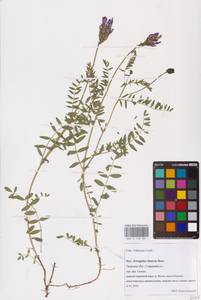 Astragalus danicus Retz., Eastern Europe, North-Western region (E2) (Russia)