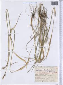 Elymus violaceus (Hornem.) J.Feilberg, America (AMER) (Canada)