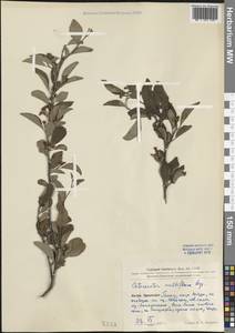 Cotoneaster multiflorus Bunge, South Asia, South Asia (Asia outside ex-Soviet states and Mongolia) (ASIA) (China)