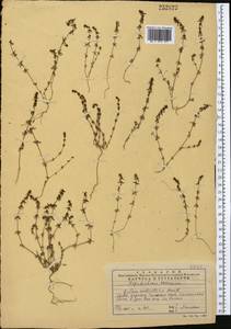 Galium verticillatum Danthoine ex Lam., Middle Asia, Western Tian Shan & Karatau (M3) (Kazakhstan)