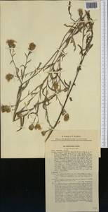 Centaurea jacea L., Western Europe (EUR) (Slovakia)