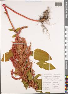 Amaranthus caudatus L., Eastern Europe, Middle Volga region (E8) (Russia)