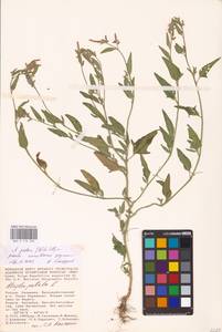 Atriplex patens (Litv.) Iljin, Eastern Europe, Lower Volga region (E9) (Russia)