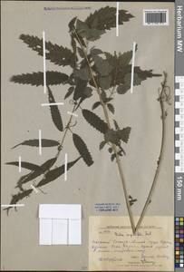 Urtica dioica var. holosericea Fr., Siberia, Russian Far East (S6) (Russia)