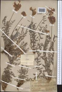Hedysarum lehmannianum Bunge, Middle Asia, Pamir & Pamiro-Alai (M2) (Kyrgyzstan)