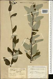 Elaeagnus angustifolia L., Caucasus, Georgia (K4) (Georgia)