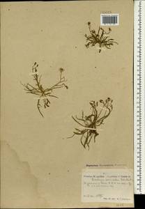 Ixeris chinensis subsp. versicolor (Fisch. ex Link) Kitam., Mongolia (MONG) (Mongolia)
