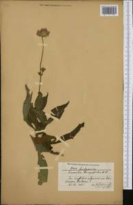 Knautia longifolia (Waldst. & Kit.) W. D. J. Koch, Western Europe (EUR) (Bulgaria)
