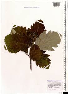 Hedlundia armeniaca (Hedl.) Mezhenskyj, Caucasus, Krasnodar Krai & Adygea (K1a) (Russia)