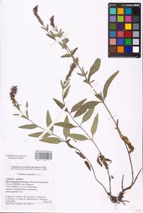 MHA 0 160 771, Veronica spicata L., Eastern Europe, Lower Volga region (E9) (Russia)