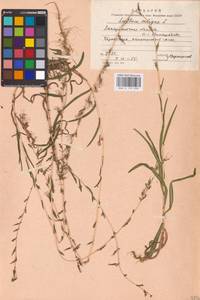 Lactuca saligna L., Eastern Europe, West Ukrainian region (E13) (Ukraine)
