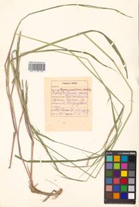 Elymus pendulinus (Nevski) Tzvelev, Siberia, Russian Far East (S6) (Russia)