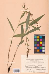 Cephalanthera rubra (L.) Rich., Eastern Europe, Eastern region (E10) (Russia)