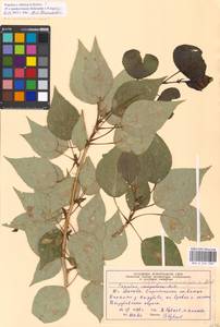 Populus tremuloides Michx., Eastern Europe, Moscow region (E4a) (Russia)