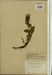 Pulmonaria obscura Dumort., Eastern Europe, Central forest-and-steppe region (E6) (Russia)