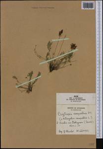 Oxytropis campestris (L.)DC., Western Europe (EUR) (France)