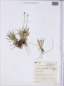 Tofieldia pusilla (Michx.) Pers., America (AMER) (Canada)