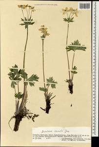 Anemonastrum narcissiflorum subsp. crinitum (Juz.) Raus, Mongolia (MONG) (Mongolia)