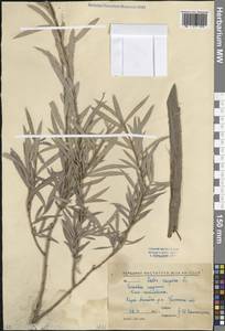 Salix caspica Pall., Caucasus, North Ossetia, Ingushetia & Chechnya (K1c) (Russia)