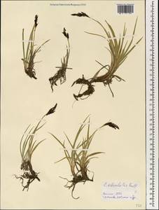 Carex orbicularis Boott, Mongolia (MONG) (Mongolia)