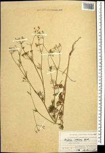 Bifora radians M. Bieb., Caucasus, Armenia (K5) (Armenia)